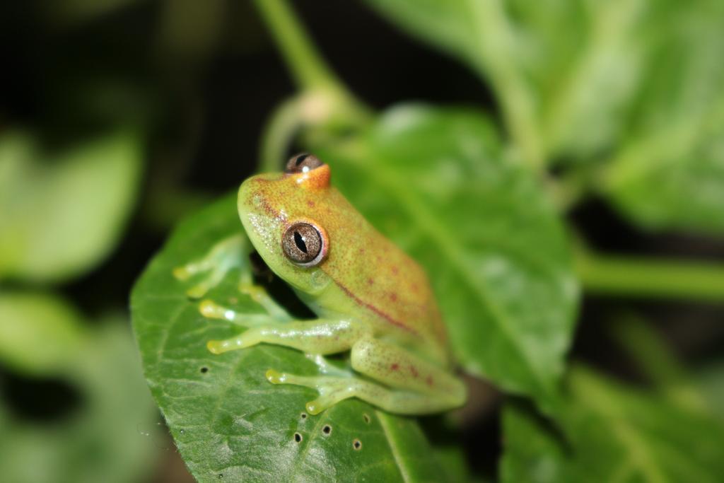 K'Erenda Homet Reserva Natural Puerto Maldonado Esterno foto